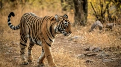 Бенгальський тигр